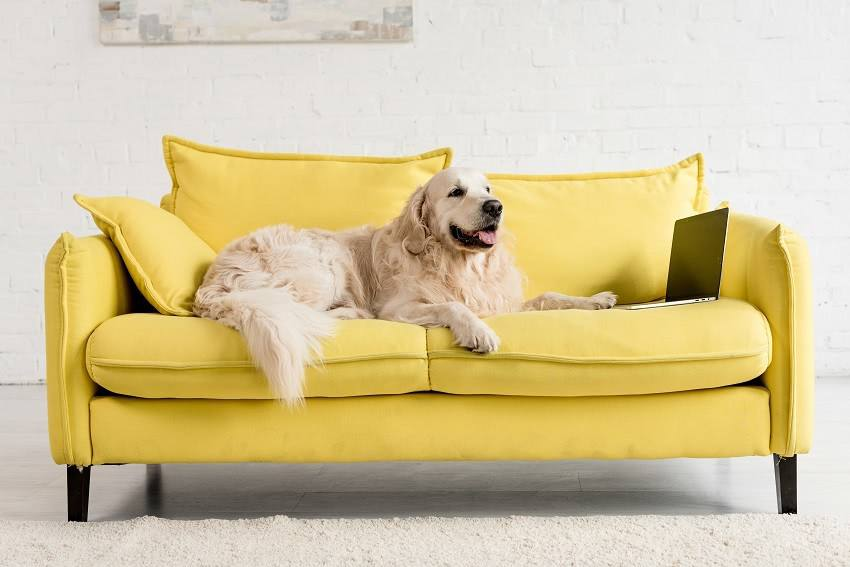 Pet-friendly cleaning hacks